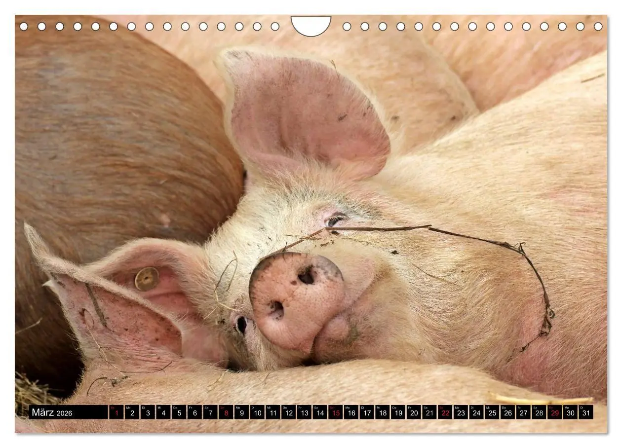 Bild: 9783457970089 | Der Schweinekalender (Wandkalender 2026 DIN A4 quer), CALVENDO...