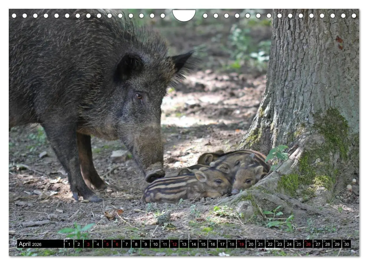 Bild: 9783457970089 | Der Schweinekalender (Wandkalender 2026 DIN A4 quer), CALVENDO...