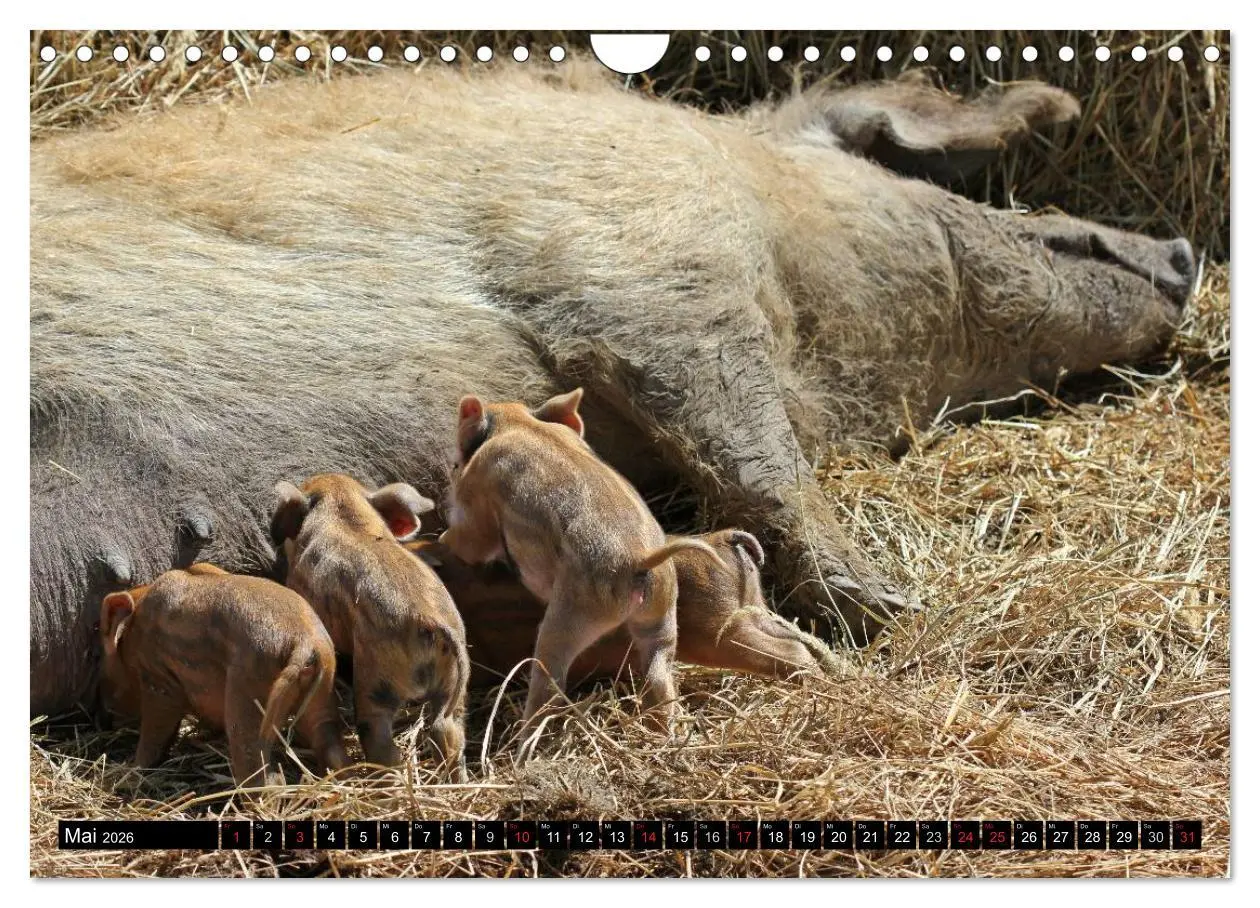 Bild: 9783457970089 | Der Schweinekalender (Wandkalender 2026 DIN A4 quer), CALVENDO...
