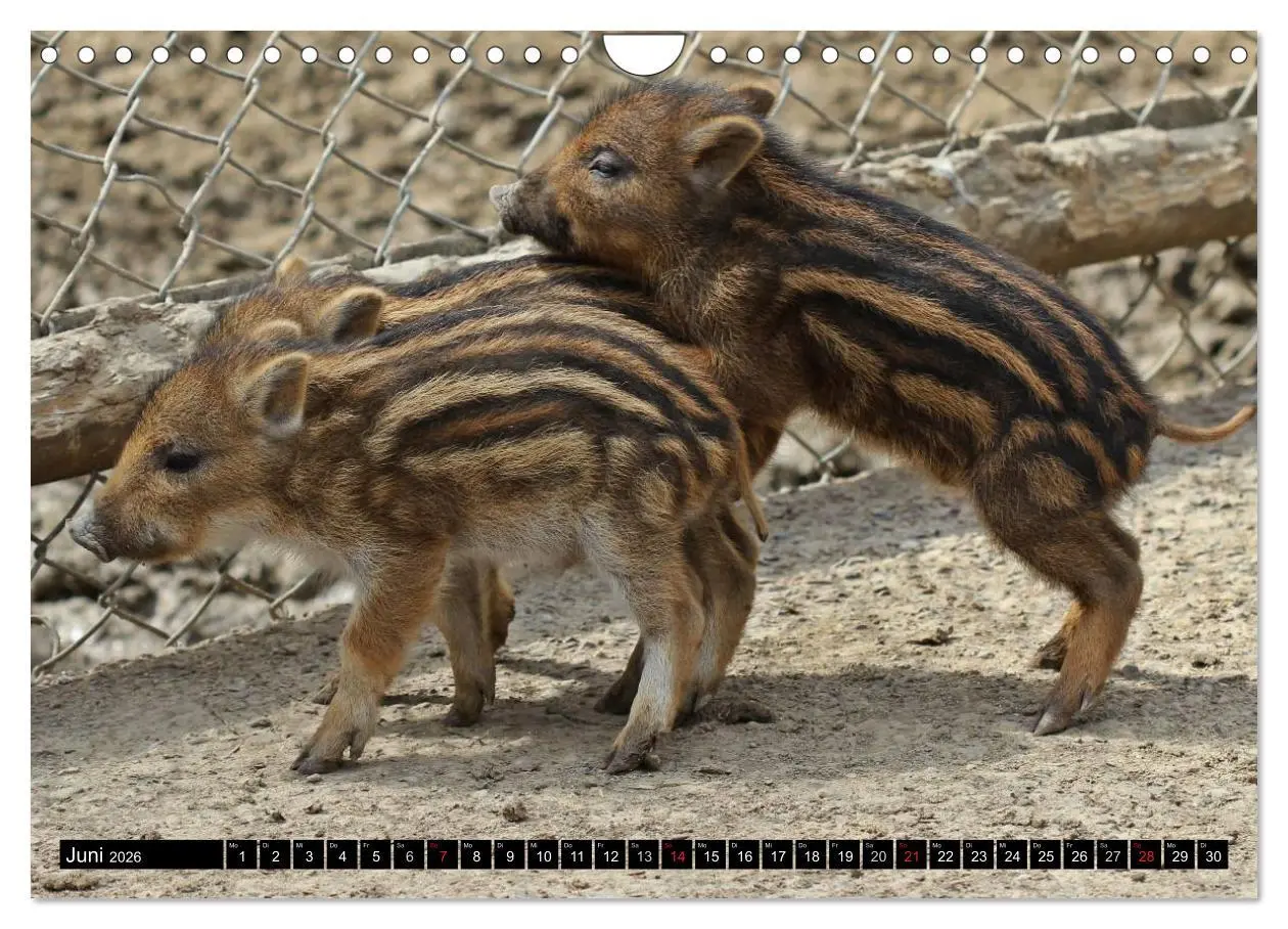 Bild: 9783457970089 | Der Schweinekalender (Wandkalender 2026 DIN A4 quer), CALVENDO...