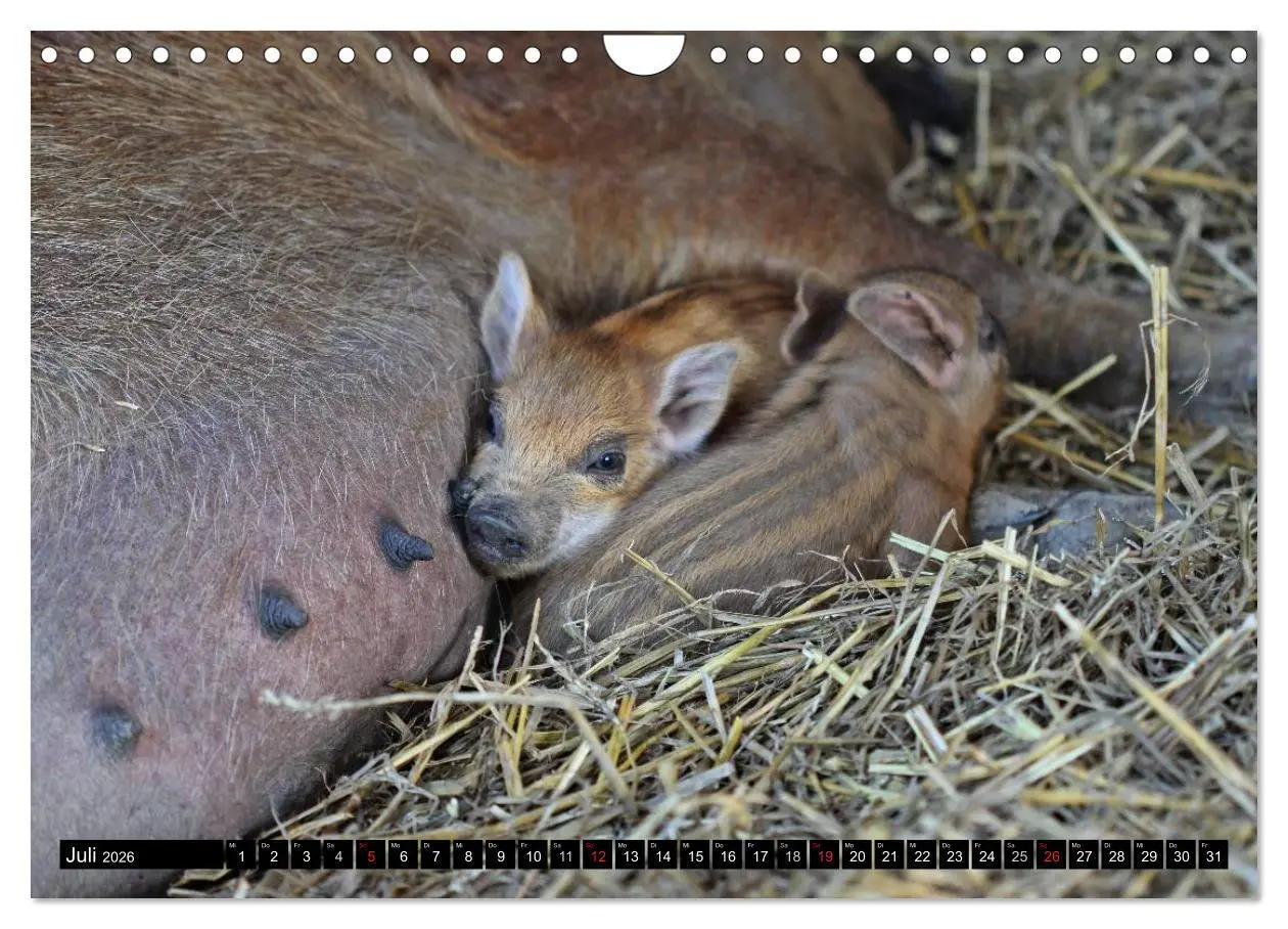 Bild: 9783457970089 | Der Schweinekalender (Wandkalender 2026 DIN A4 quer), CALVENDO...