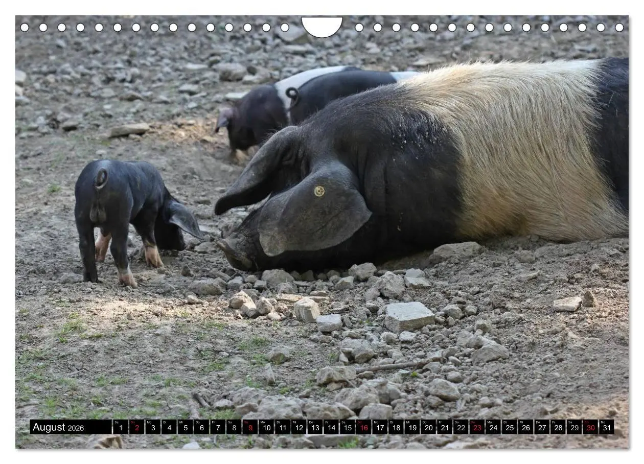 Bild: 9783457970089 | Der Schweinekalender (Wandkalender 2026 DIN A4 quer), CALVENDO...