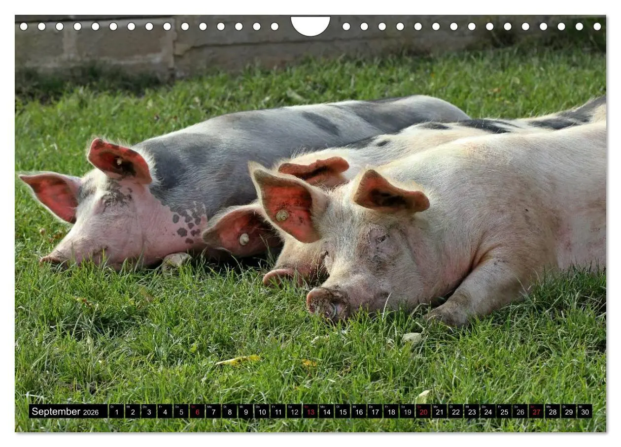 Bild: 9783457970089 | Der Schweinekalender (Wandkalender 2026 DIN A4 quer), CALVENDO...