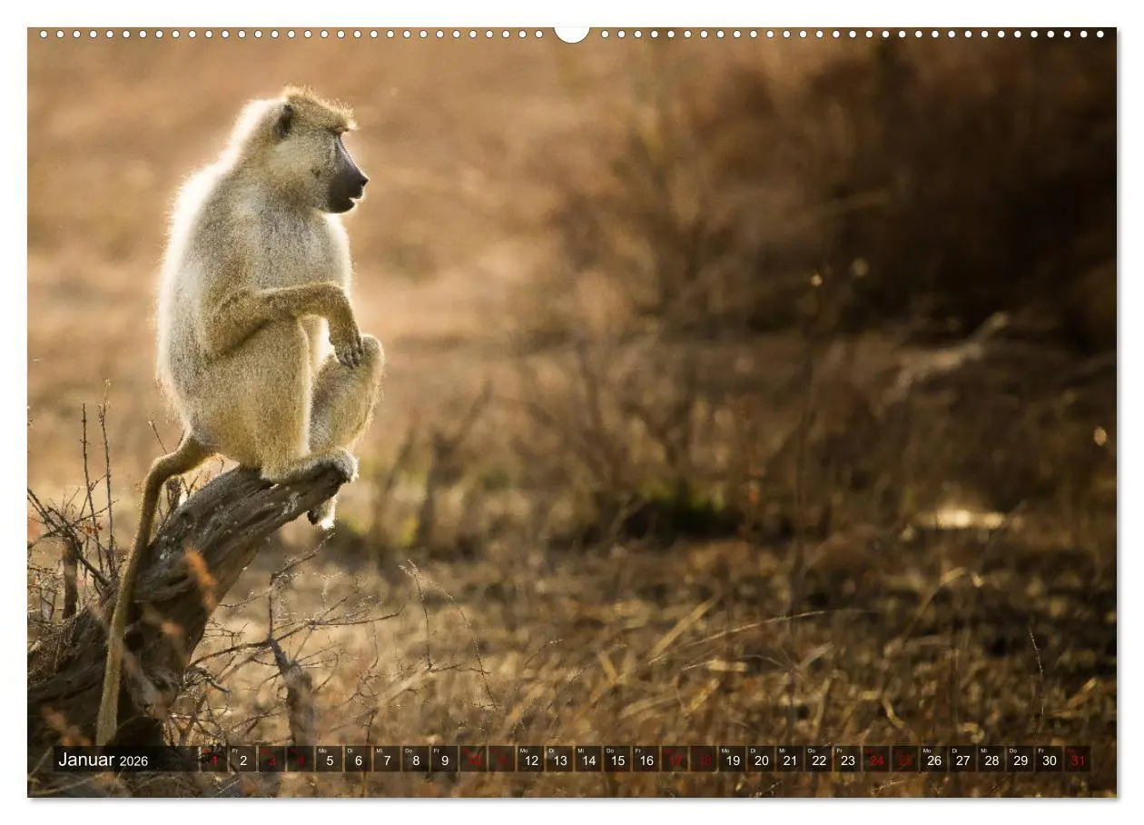 Bild: 9783457890189 | Safari in Tansania (Wandkalender 2026 DIN A2 quer), CALVENDO...