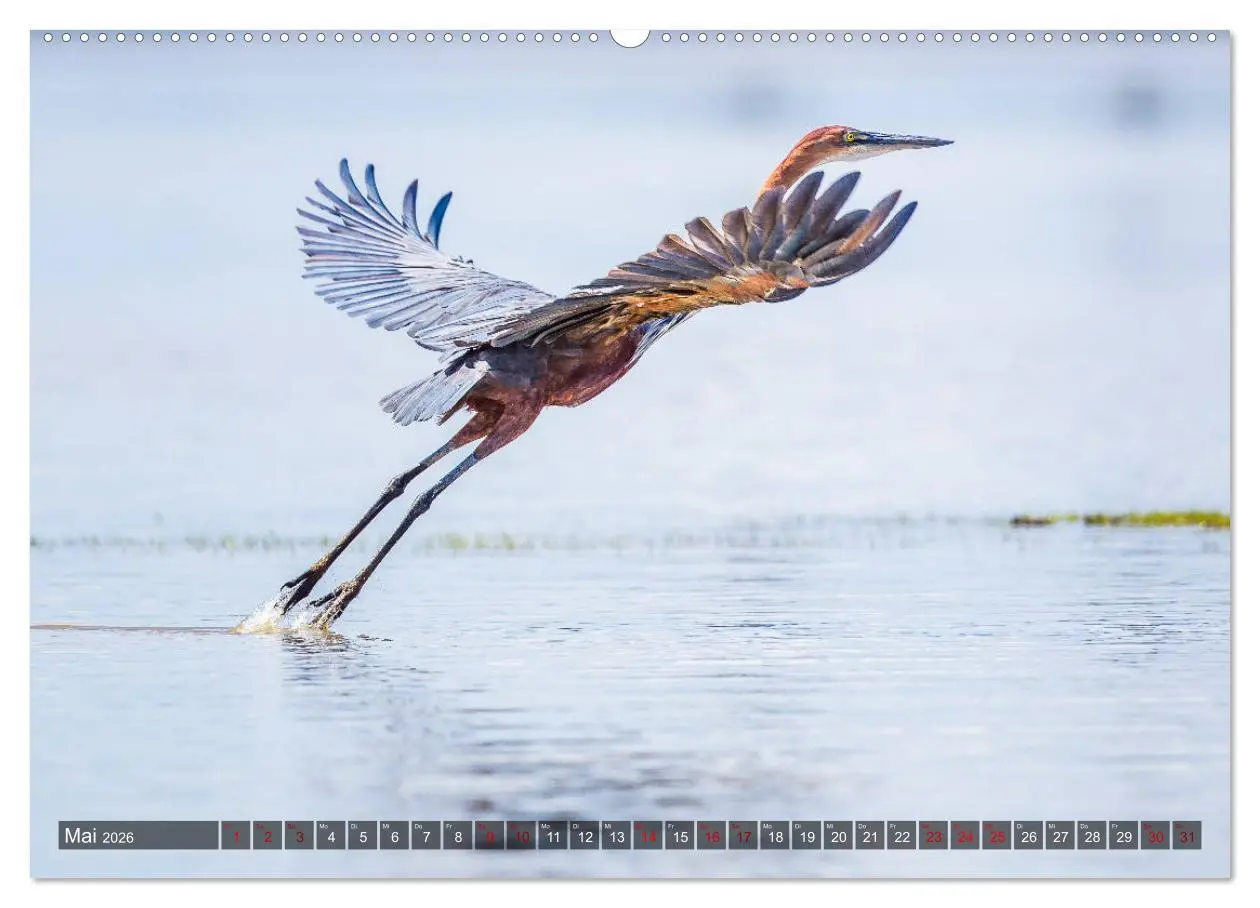 Bild: 9783457890189 | Safari in Tansania (Wandkalender 2026 DIN A2 quer), CALVENDO...