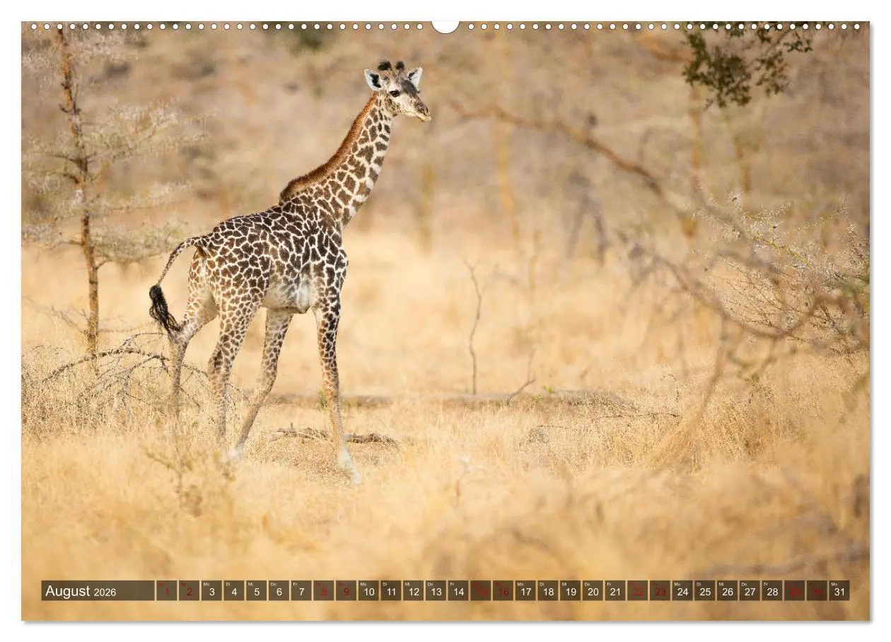 Bild: 9783457890189 | Safari in Tansania (Wandkalender 2026 DIN A2 quer), CALVENDO...