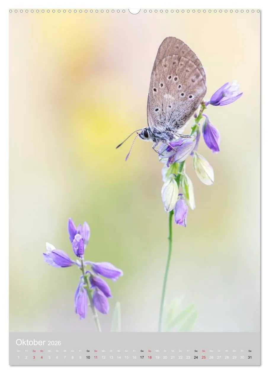 Bild: 9783516430189 | Schmetterlinge - Gaukler im Wind (Wandkalender 2026 DIN A2 hoch),...