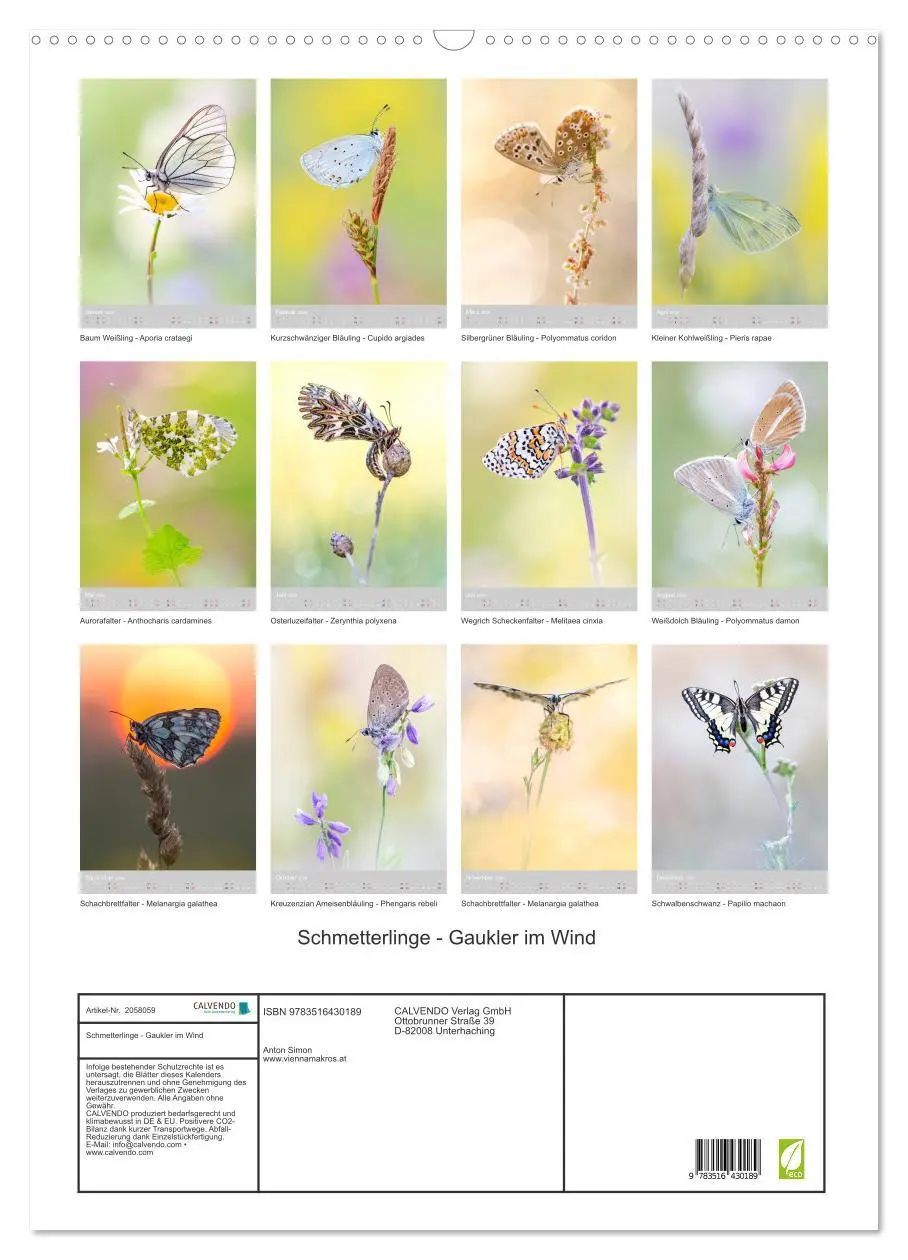 Bild: 9783516430189 | Schmetterlinge - Gaukler im Wind (Wandkalender 2026 DIN A2 hoch),...