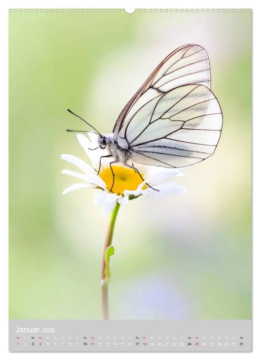 Bild: 9783516430189 | Schmetterlinge - Gaukler im Wind (Wandkalender 2026 DIN A2 hoch),...