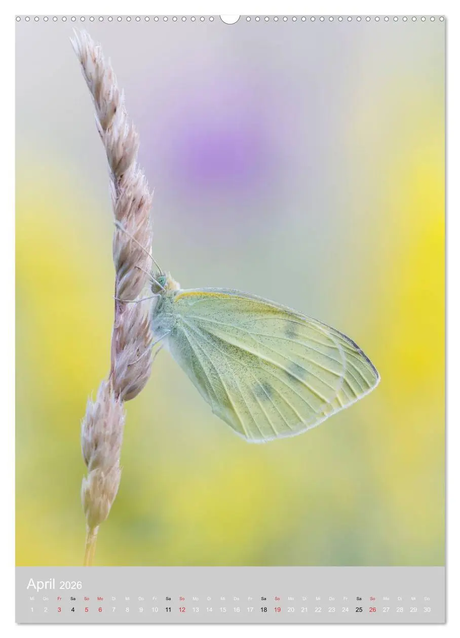 Bild: 9783516430189 | Schmetterlinge - Gaukler im Wind (Wandkalender 2026 DIN A2 hoch),...