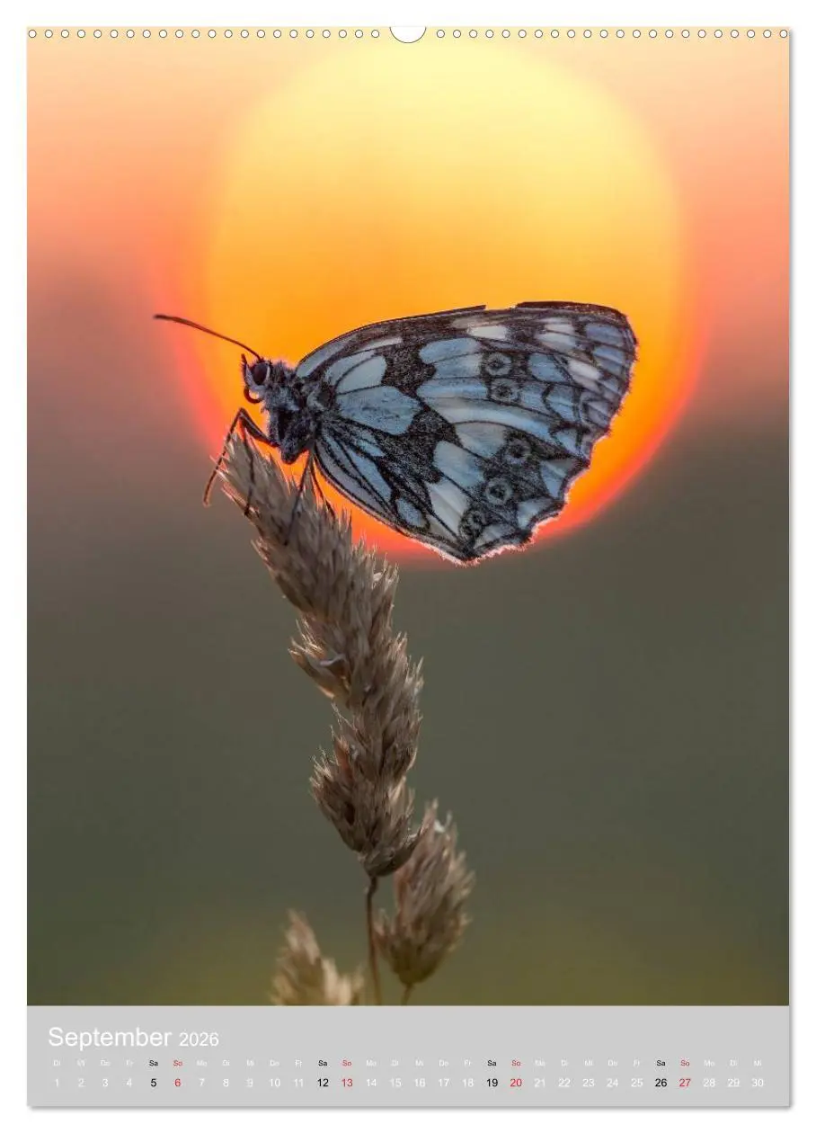 Bild: 9783516430189 | Schmetterlinge - Gaukler im Wind (Wandkalender 2026 DIN A2 hoch),...
