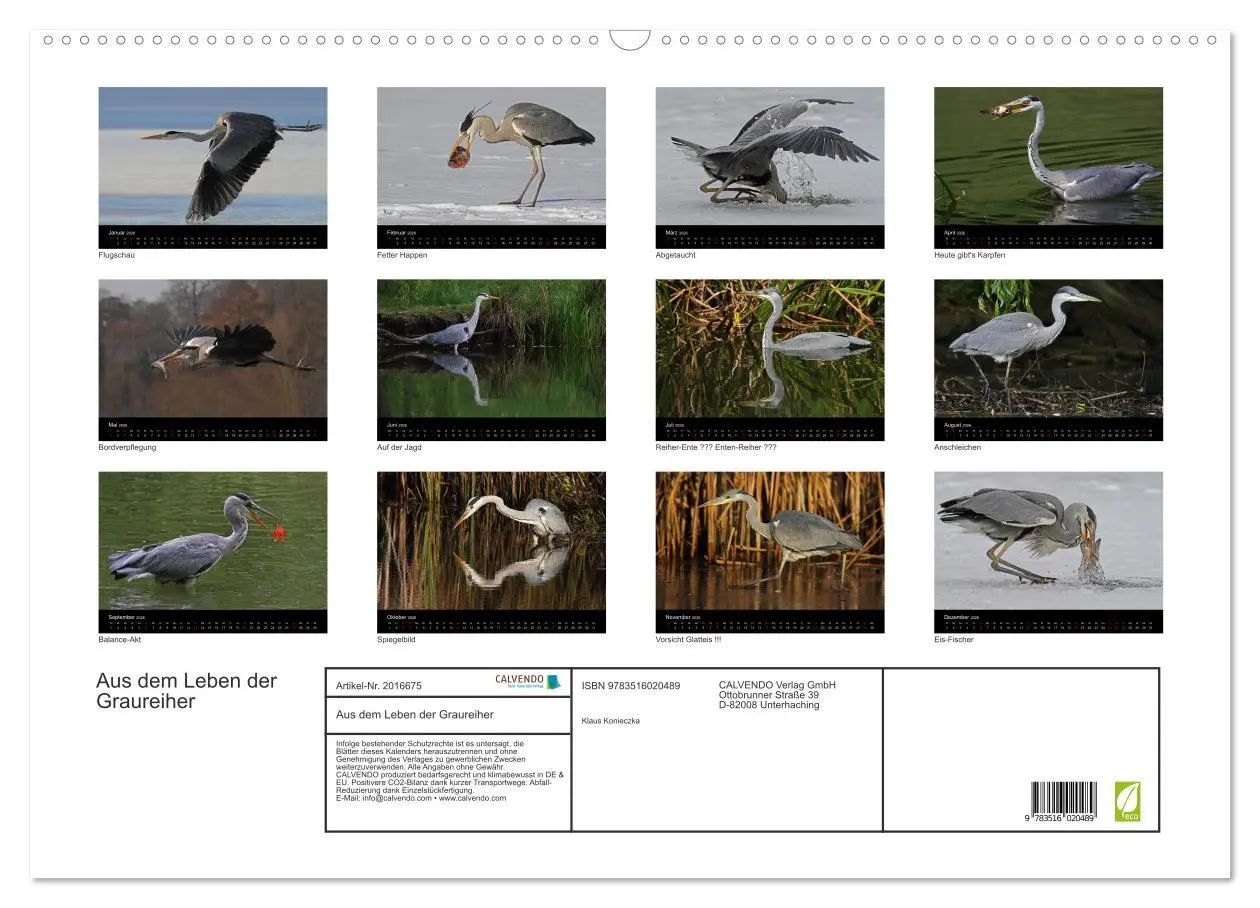 Bild: 9783516020489 | Aus dem Leben der Graureiher (Wandkalender 2026 DIN A2 quer),...