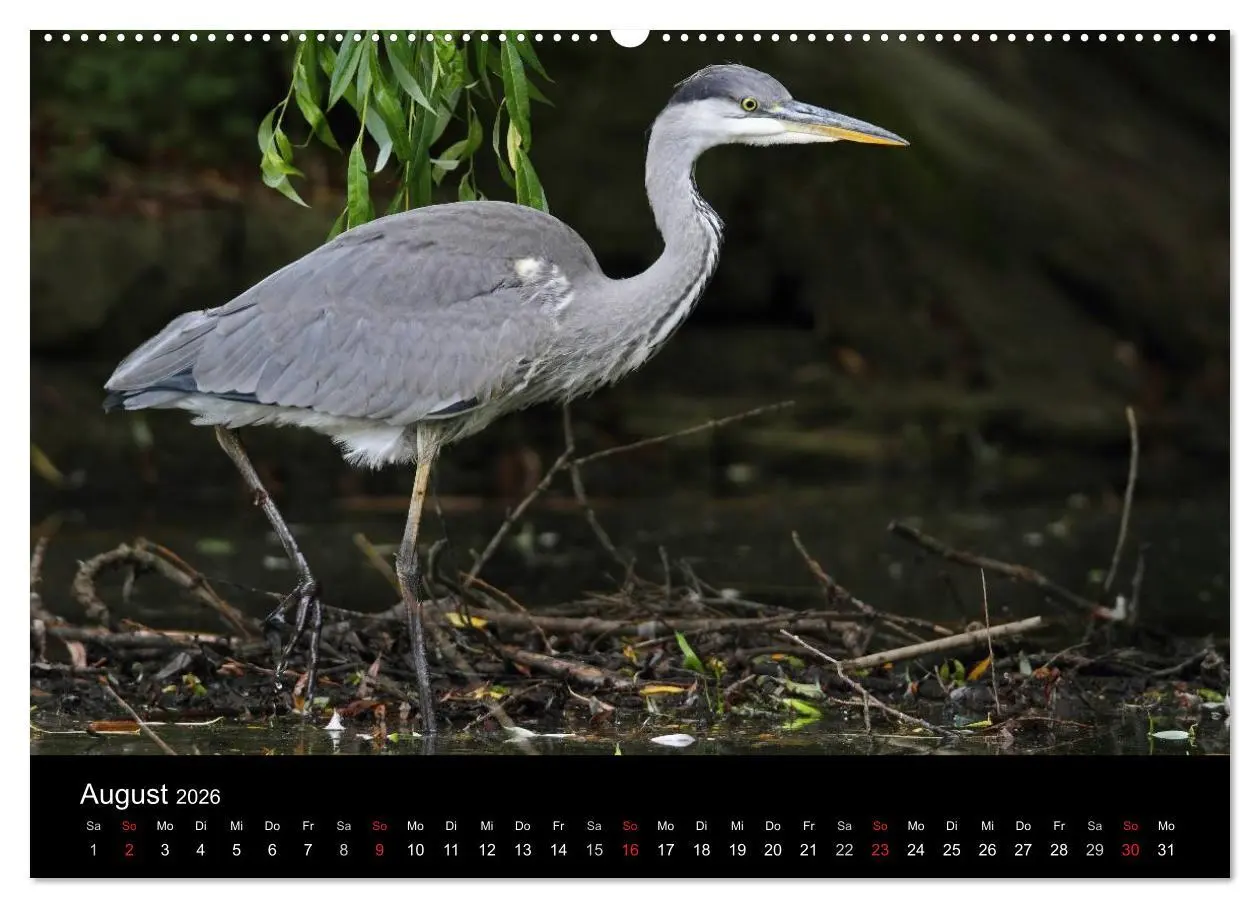Bild: 9783516020489 | Aus dem Leben der Graureiher (Wandkalender 2026 DIN A2 quer),...
