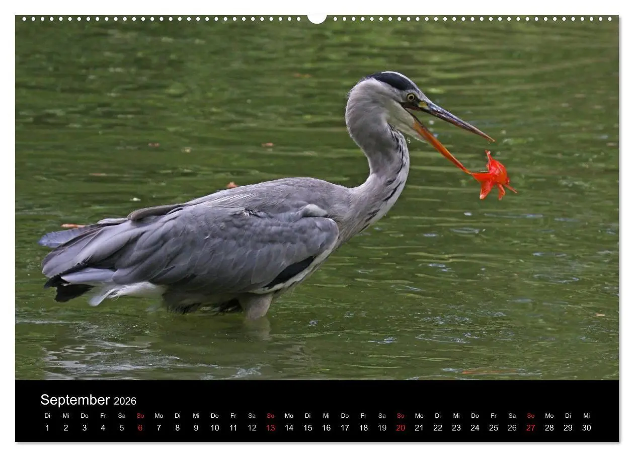 Bild: 9783516020489 | Aus dem Leben der Graureiher (Wandkalender 2026 DIN A2 quer),...