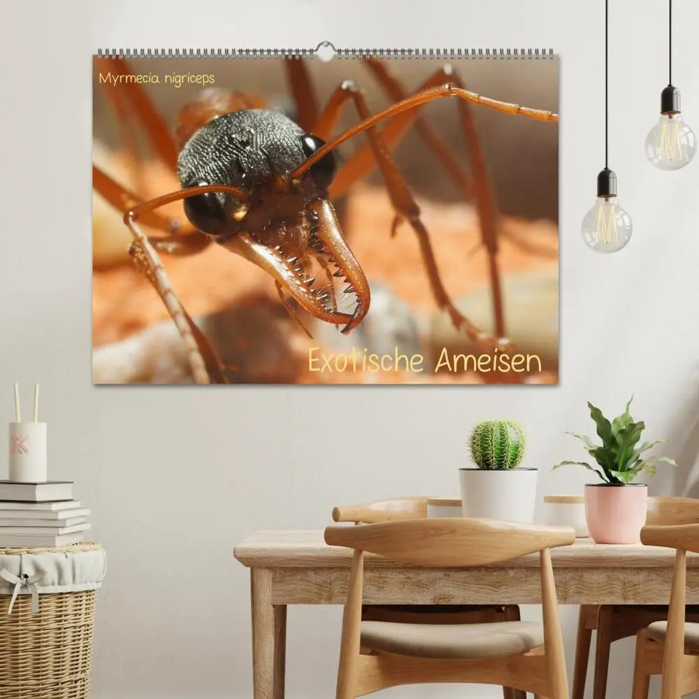Bild: 9783435760589 | Exotische Ameisen (Wandkalender 2025 DIN A2 quer), CALVENDO...