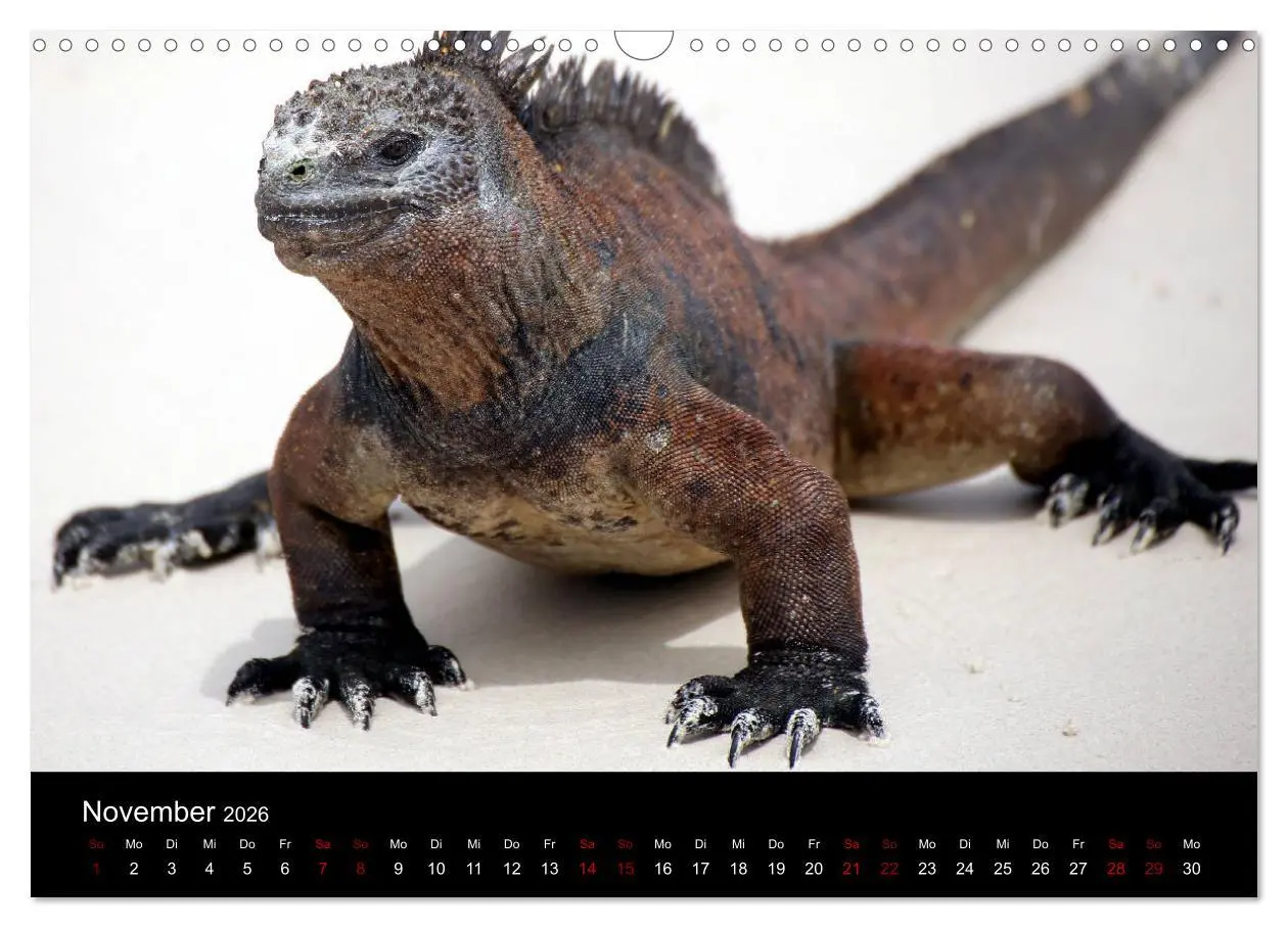 Bild: 9783457920589 | Ama la Vida Ecuador (Wandkalender 2026 DIN A3 quer), CALVENDO...