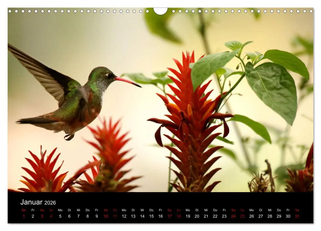 Bild: 9783457920589 | Ama la Vida Ecuador (Wandkalender 2026 DIN A3 quer), CALVENDO...