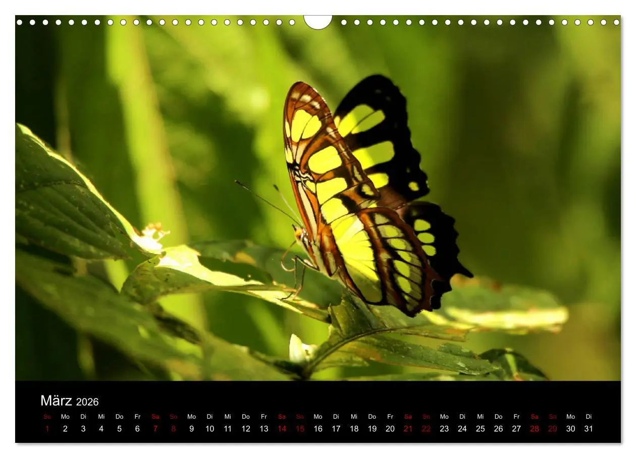 Bild: 9783457920589 | Ama la Vida Ecuador (Wandkalender 2026 DIN A3 quer), CALVENDO...