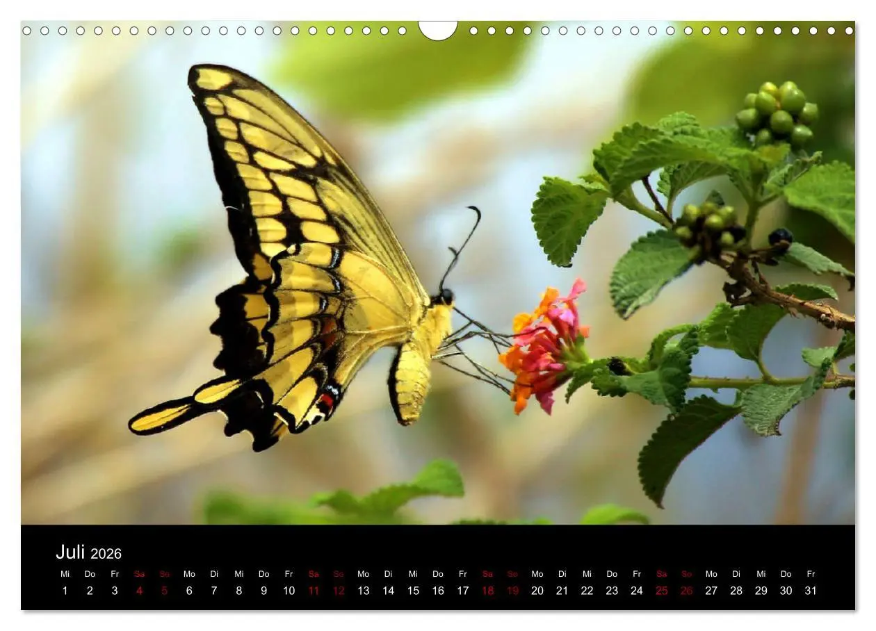 Bild: 9783457920589 | Ama la Vida Ecuador (Wandkalender 2026 DIN A3 quer), CALVENDO...