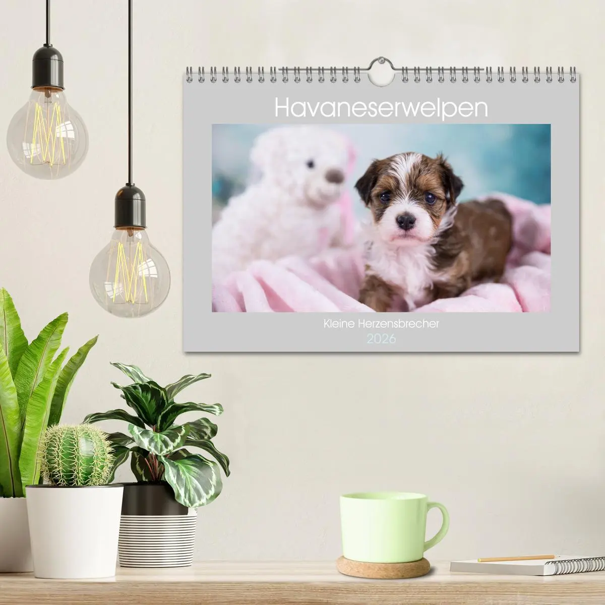 Bild: 9783457840689 | Havaneserwelpen - Kleine Herzensbrecher (Wandkalender 2026 DIN A4...