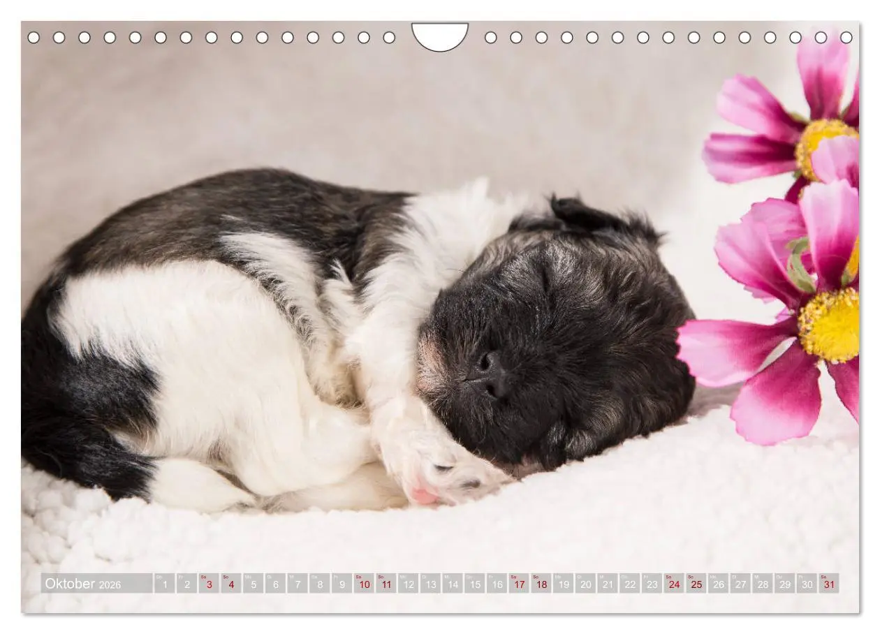 Bild: 9783457840689 | Havaneserwelpen - Kleine Herzensbrecher (Wandkalender 2026 DIN A4...