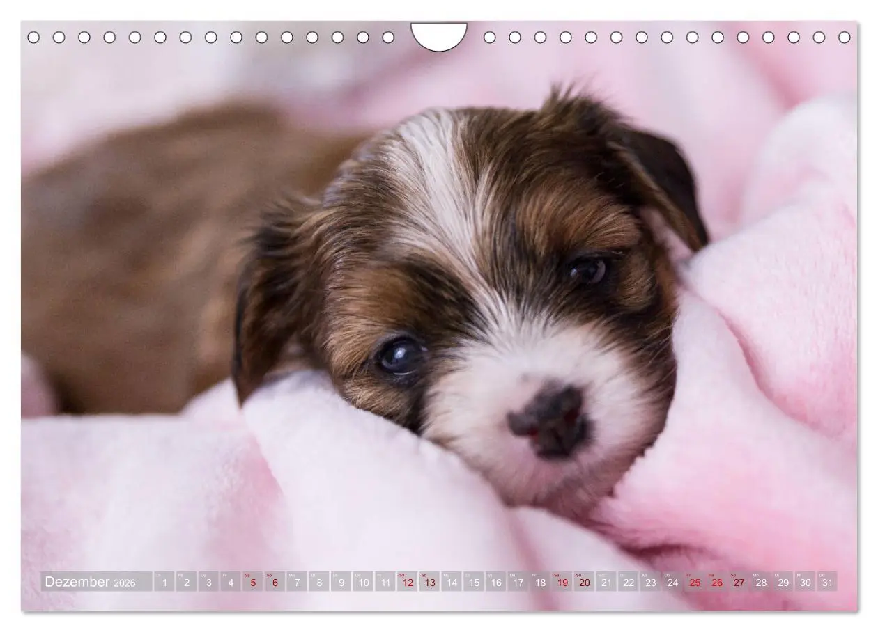 Bild: 9783457840689 | Havaneserwelpen - Kleine Herzensbrecher (Wandkalender 2026 DIN A4...