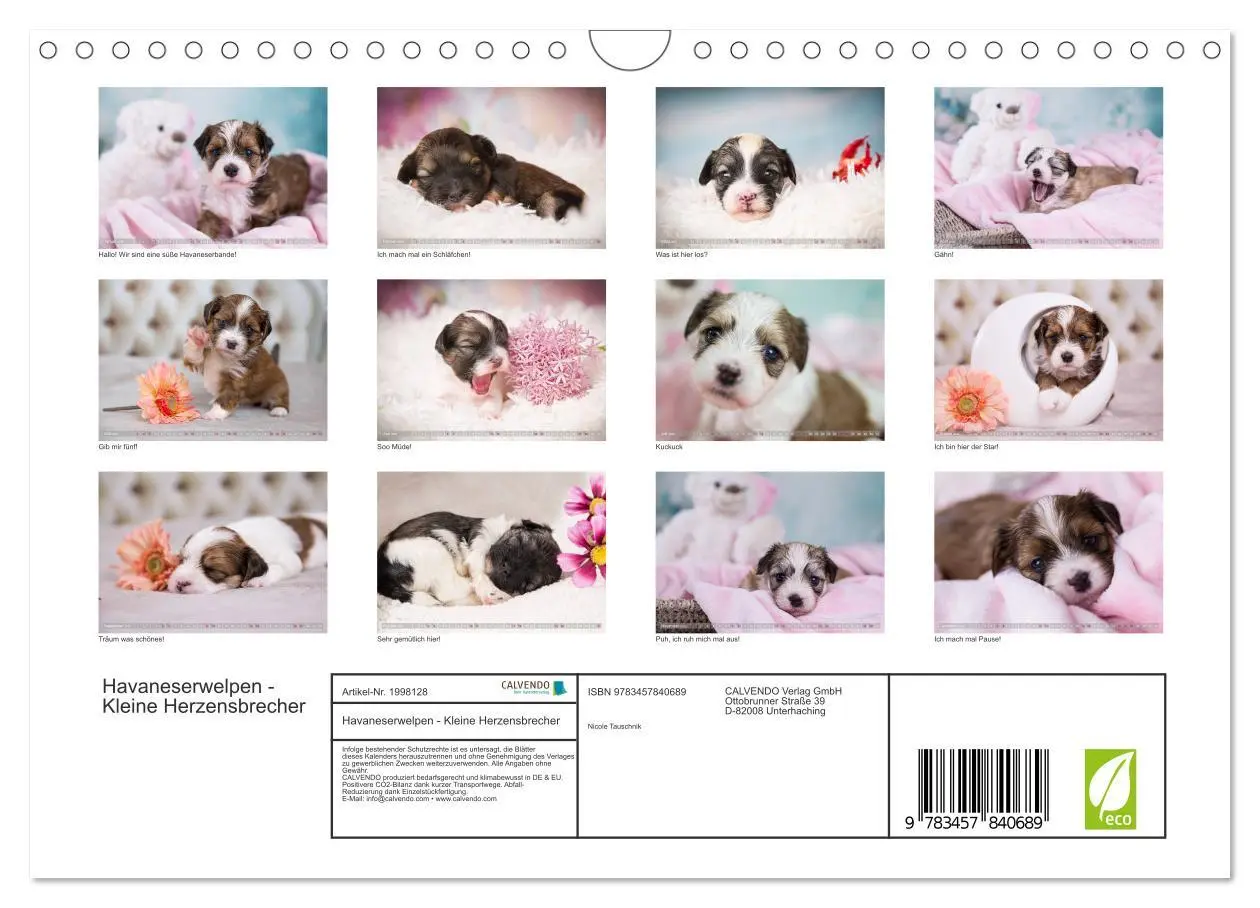 Bild: 9783457840689 | Havaneserwelpen - Kleine Herzensbrecher (Wandkalender 2026 DIN A4...
