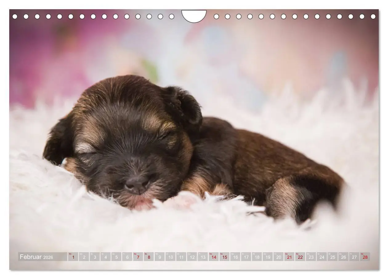 Bild: 9783457840689 | Havaneserwelpen - Kleine Herzensbrecher (Wandkalender 2026 DIN A4...