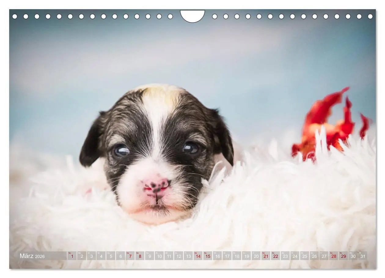 Bild: 9783457840689 | Havaneserwelpen - Kleine Herzensbrecher (Wandkalender 2026 DIN A4...