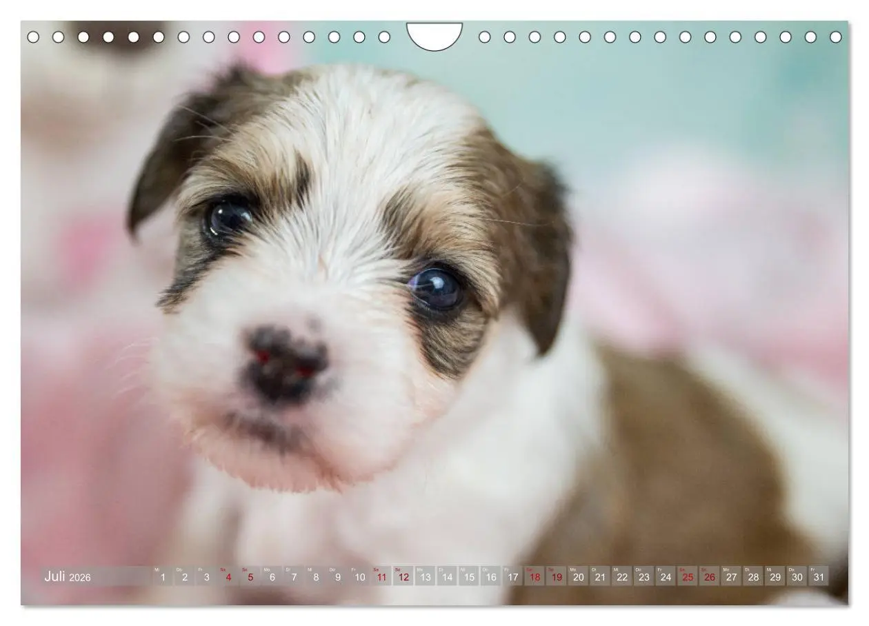 Bild: 9783457840689 | Havaneserwelpen - Kleine Herzensbrecher (Wandkalender 2026 DIN A4...