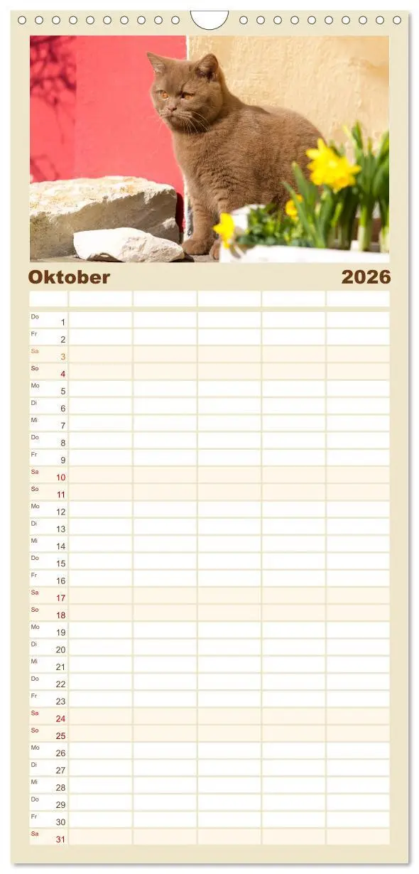 Bild: 9783516520989 | Familienplaner 2026 - Bärige Schmusetiger - Britisch Kurzhaar...