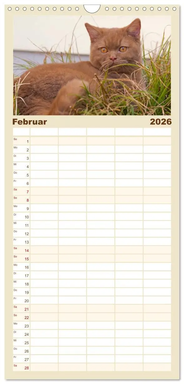 Bild: 9783516520989 | Familienplaner 2026 - Bärige Schmusetiger - Britisch Kurzhaar...