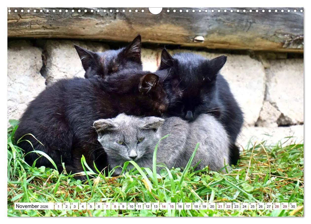 Bild: 9783457631089 | Auf Samtpfoten in Russland - Museums-Katzen auf russischen...