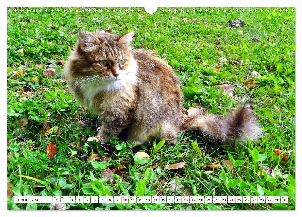 Bild: 9783457631089 | Auf Samtpfoten in Russland - Museums-Katzen auf russischen...