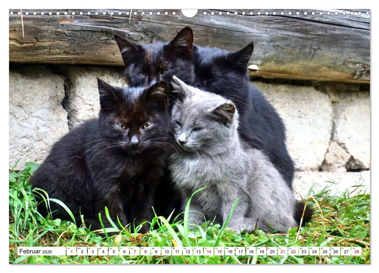 Bild: 9783457631089 | Auf Samtpfoten in Russland - Museums-Katzen auf russischen...