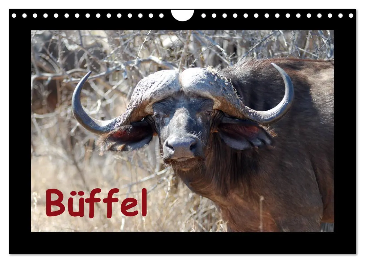 Cover: 9783516021189 | Büffel (Wandkalender 2026 DIN A4 quer), CALVENDO Monatskalender | Ohm