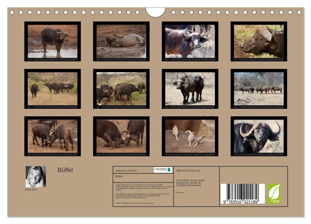 Bild: 9783516021189 | Büffel (Wandkalender 2026 DIN A4 quer), CALVENDO Monatskalender | Ohm