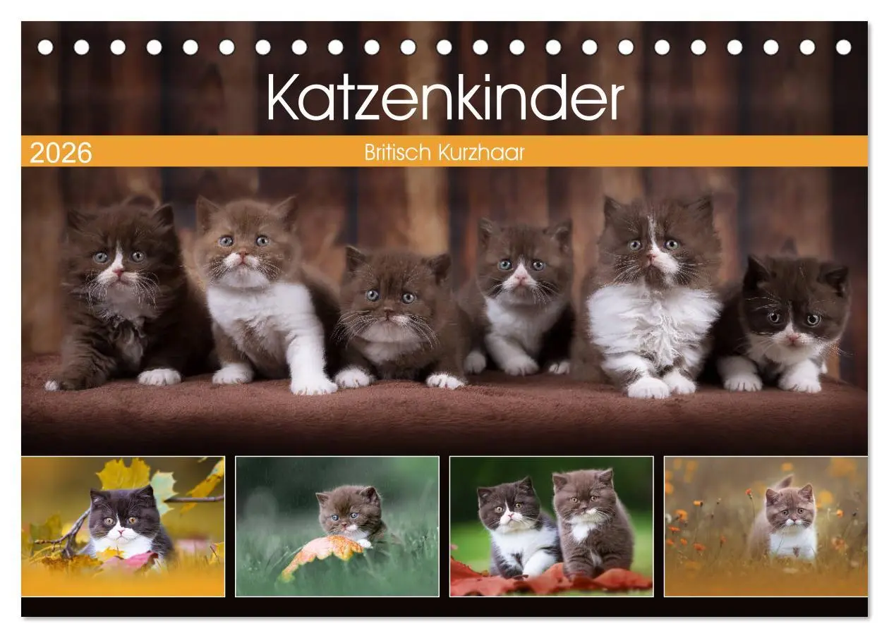 Cover: 9783457841389 | Katzenkinder - Britisch Kurzhaar (Tischkalender 2026 DIN A5 quer),...
