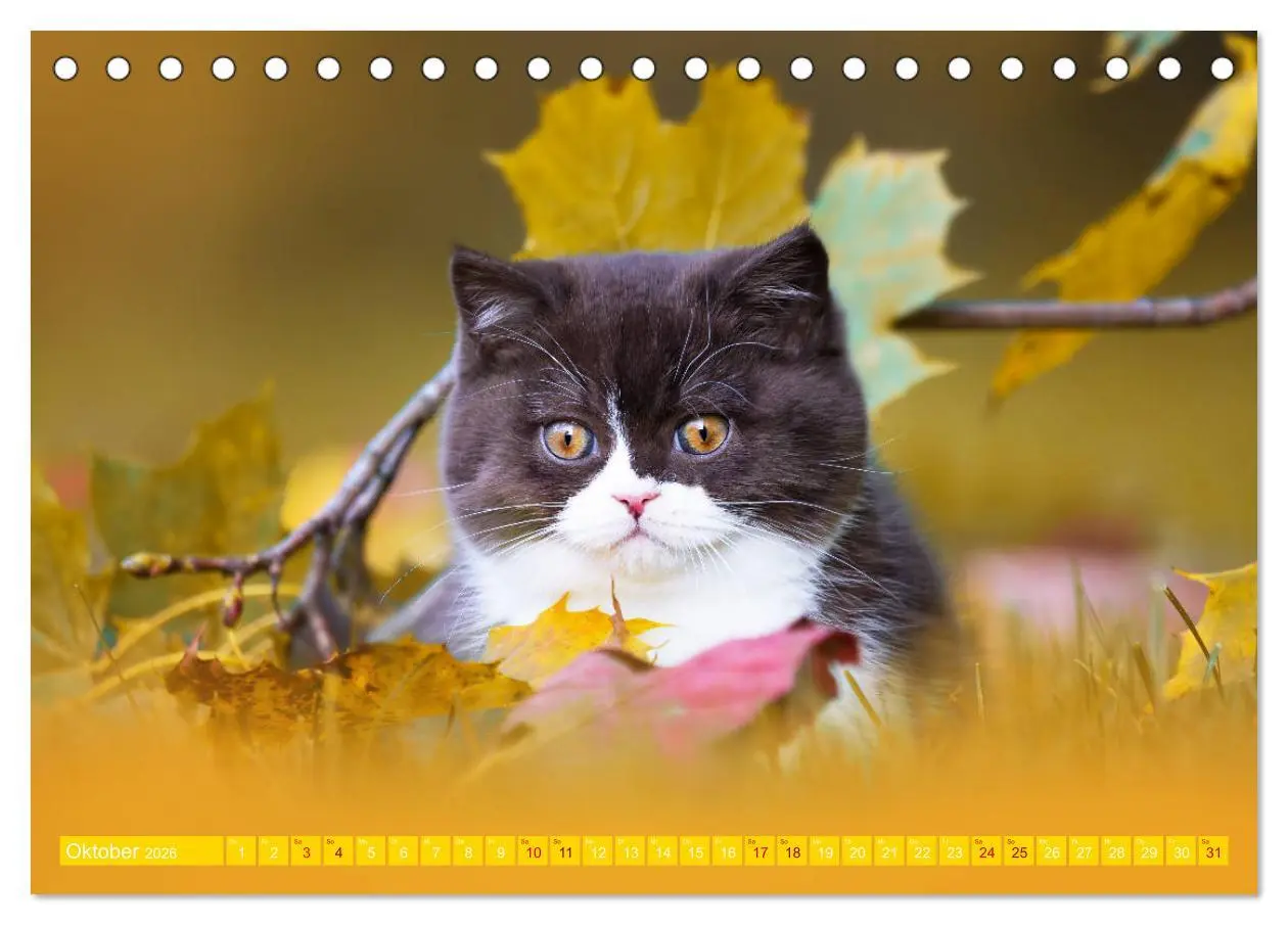 Bild: 9783457841389 | Katzenkinder - Britisch Kurzhaar (Tischkalender 2026 DIN A5 quer),...