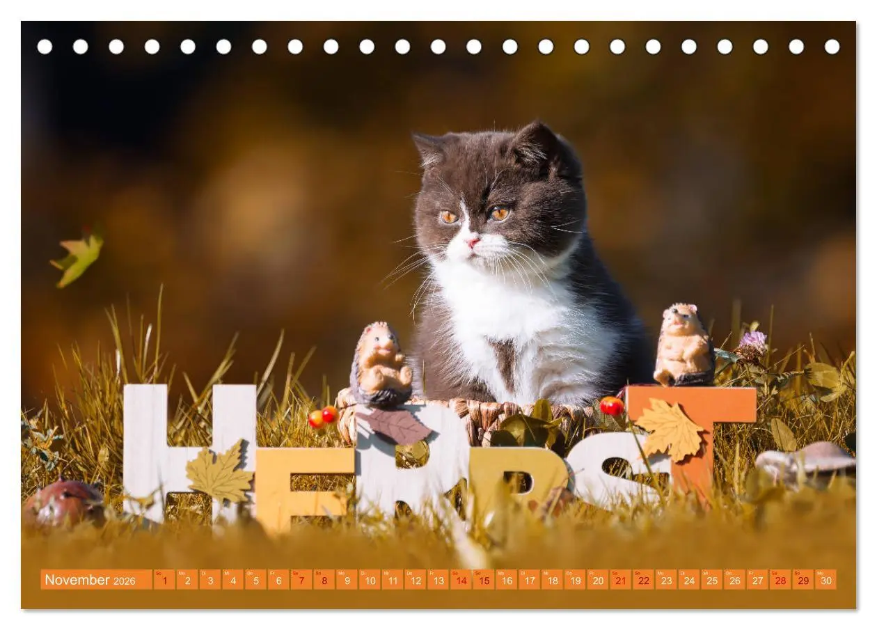 Bild: 9783457841389 | Katzenkinder - Britisch Kurzhaar (Tischkalender 2026 DIN A5 quer),...