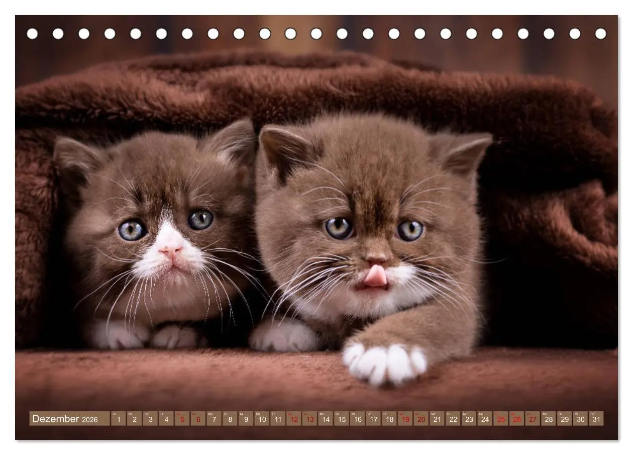 Bild: 9783457841389 | Katzenkinder - Britisch Kurzhaar (Tischkalender 2026 DIN A5 quer),...