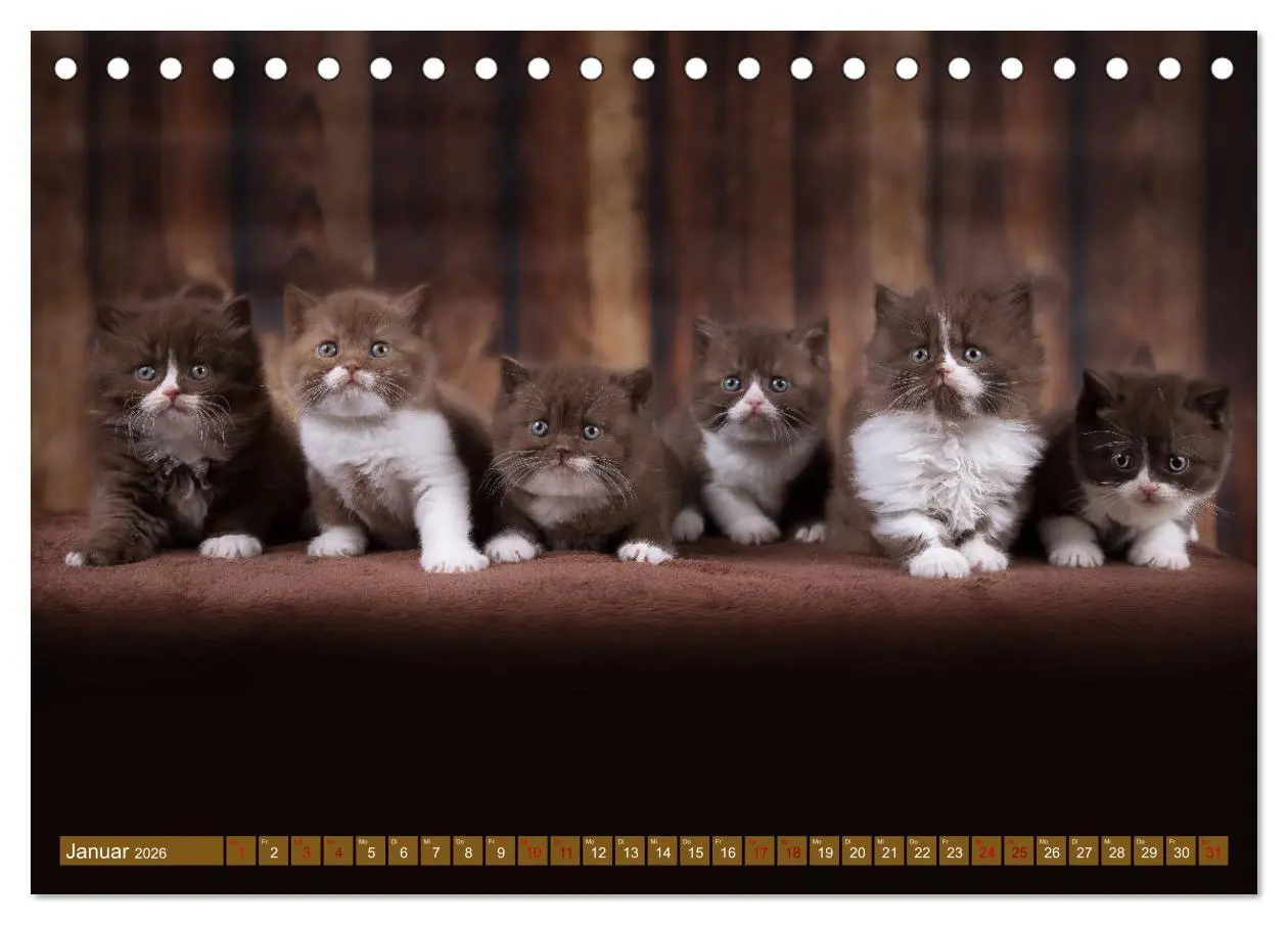Bild: 9783457841389 | Katzenkinder - Britisch Kurzhaar (Tischkalender 2026 DIN A5 quer),...