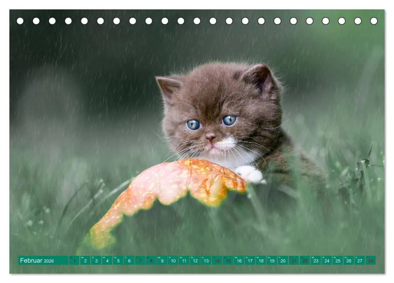Bild: 9783457841389 | Katzenkinder - Britisch Kurzhaar (Tischkalender 2026 DIN A5 quer),...