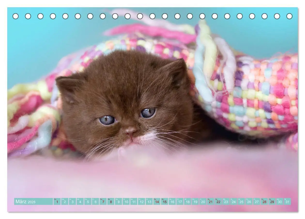 Bild: 9783457841389 | Katzenkinder - Britisch Kurzhaar (Tischkalender 2026 DIN A5 quer),...
