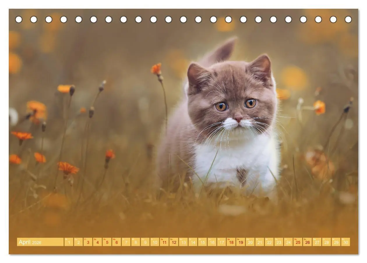 Bild: 9783457841389 | Katzenkinder - Britisch Kurzhaar (Tischkalender 2026 DIN A5 quer),...