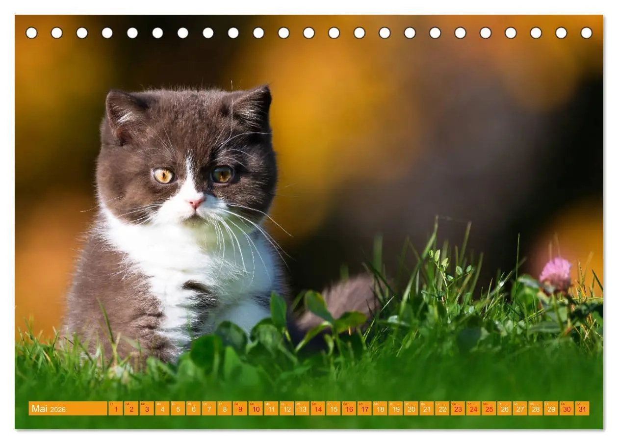 Bild: 9783457841389 | Katzenkinder - Britisch Kurzhaar (Tischkalender 2026 DIN A5 quer),...
