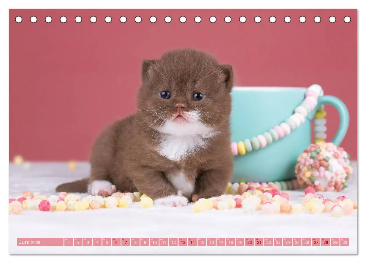 Bild: 9783457841389 | Katzenkinder - Britisch Kurzhaar (Tischkalender 2026 DIN A5 quer),...