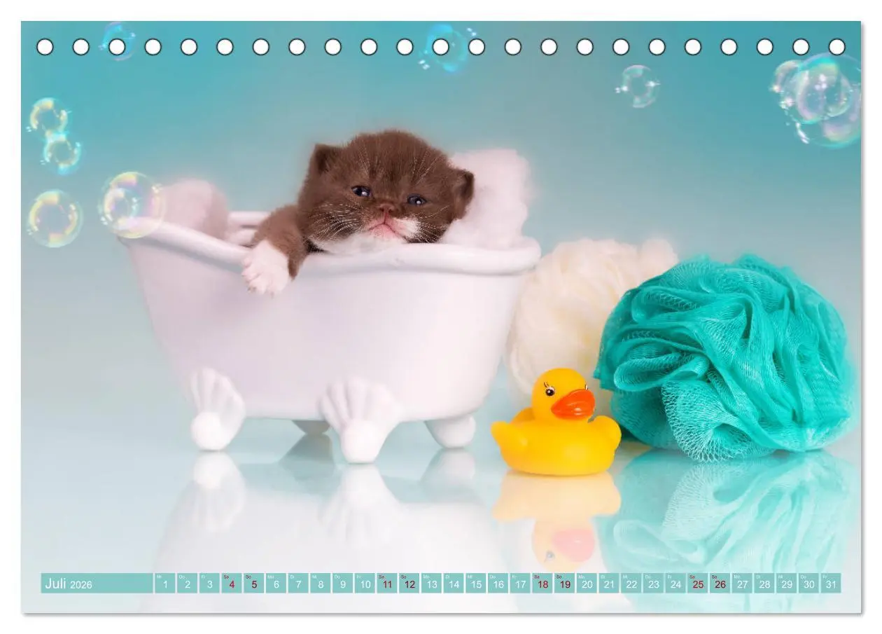 Bild: 9783457841389 | Katzenkinder - Britisch Kurzhaar (Tischkalender 2026 DIN A5 quer),...