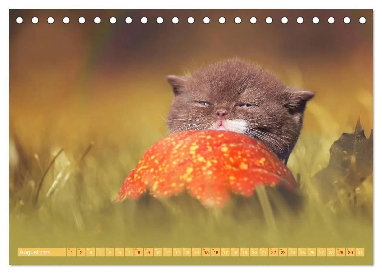 Bild: 9783457841389 | Katzenkinder - Britisch Kurzhaar (Tischkalender 2026 DIN A5 quer),...