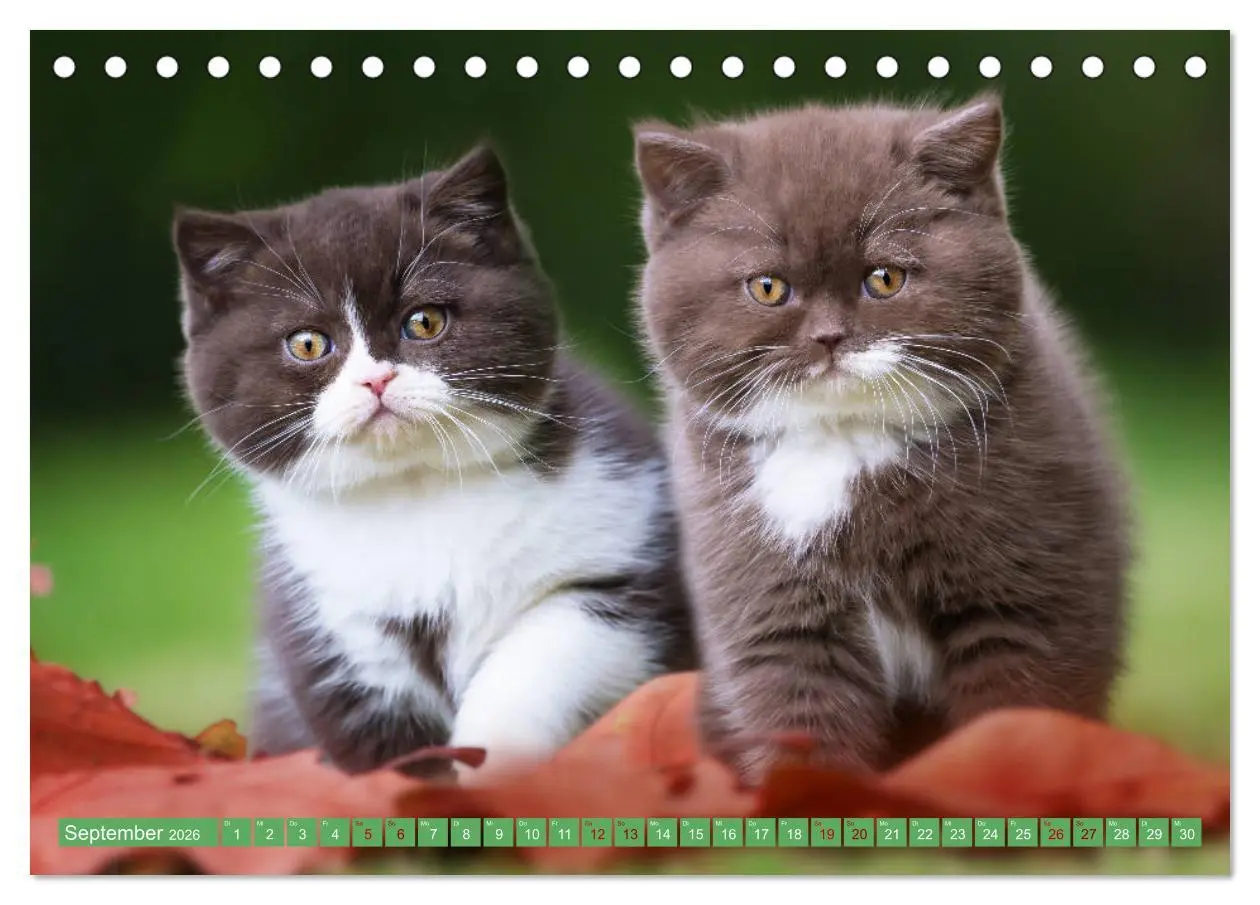 Bild: 9783457841389 | Katzenkinder - Britisch Kurzhaar (Tischkalender 2026 DIN A5 quer),...